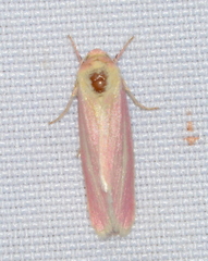 Heliocheilus julia