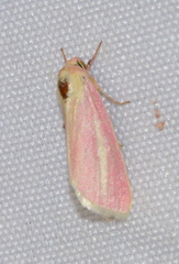Heliocheilus julia