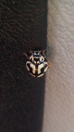 Declivitata bohemani