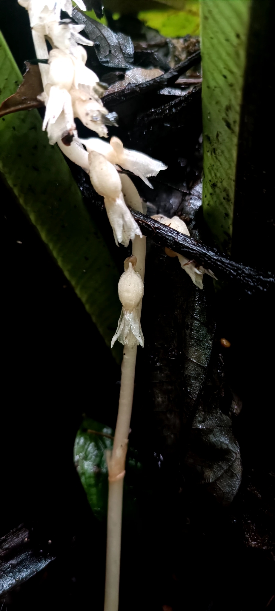 Epipogium roseum (Epipogium roseum)