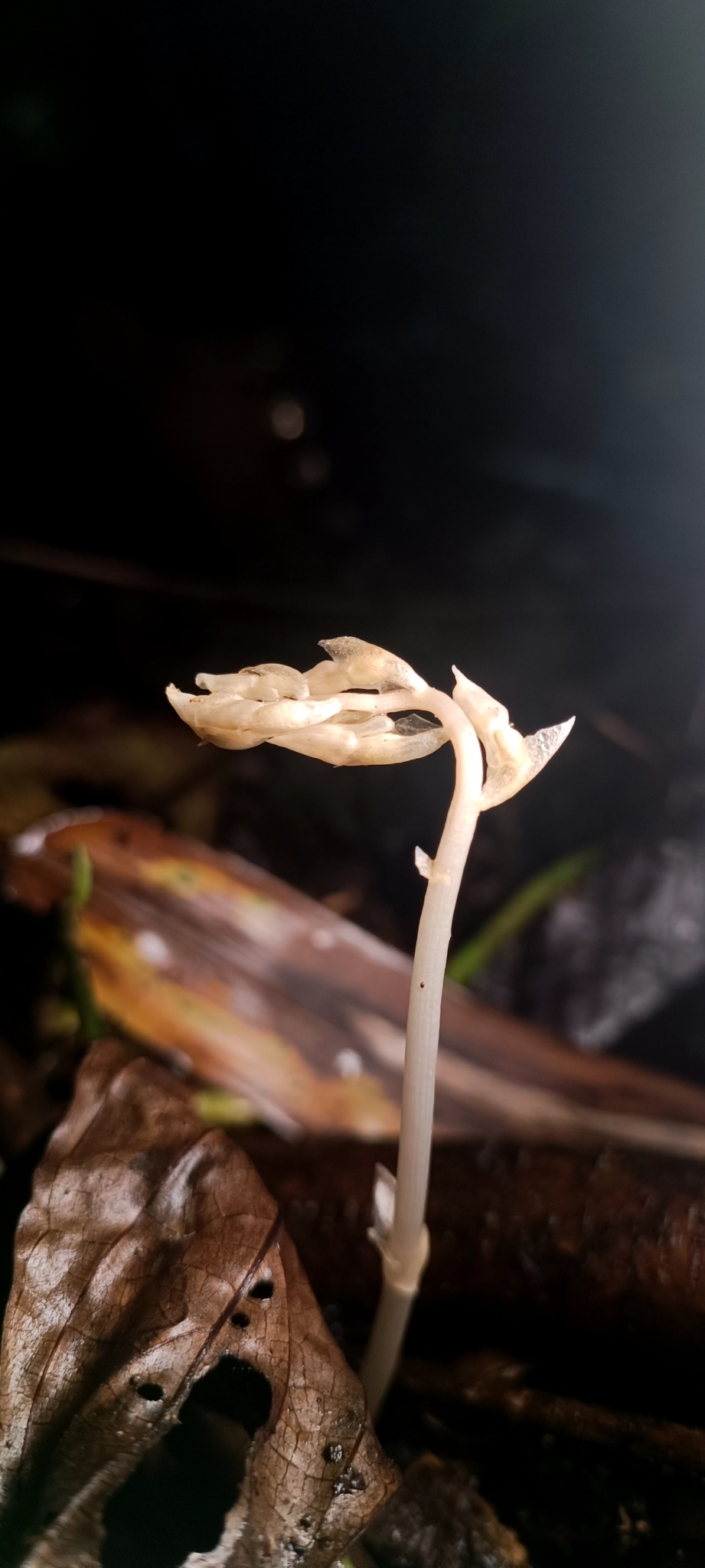 Epipogium roseum — ảnh 2