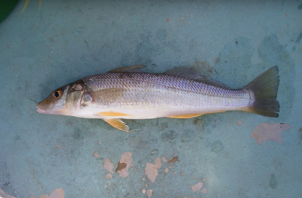 Golden-Lined Whiting