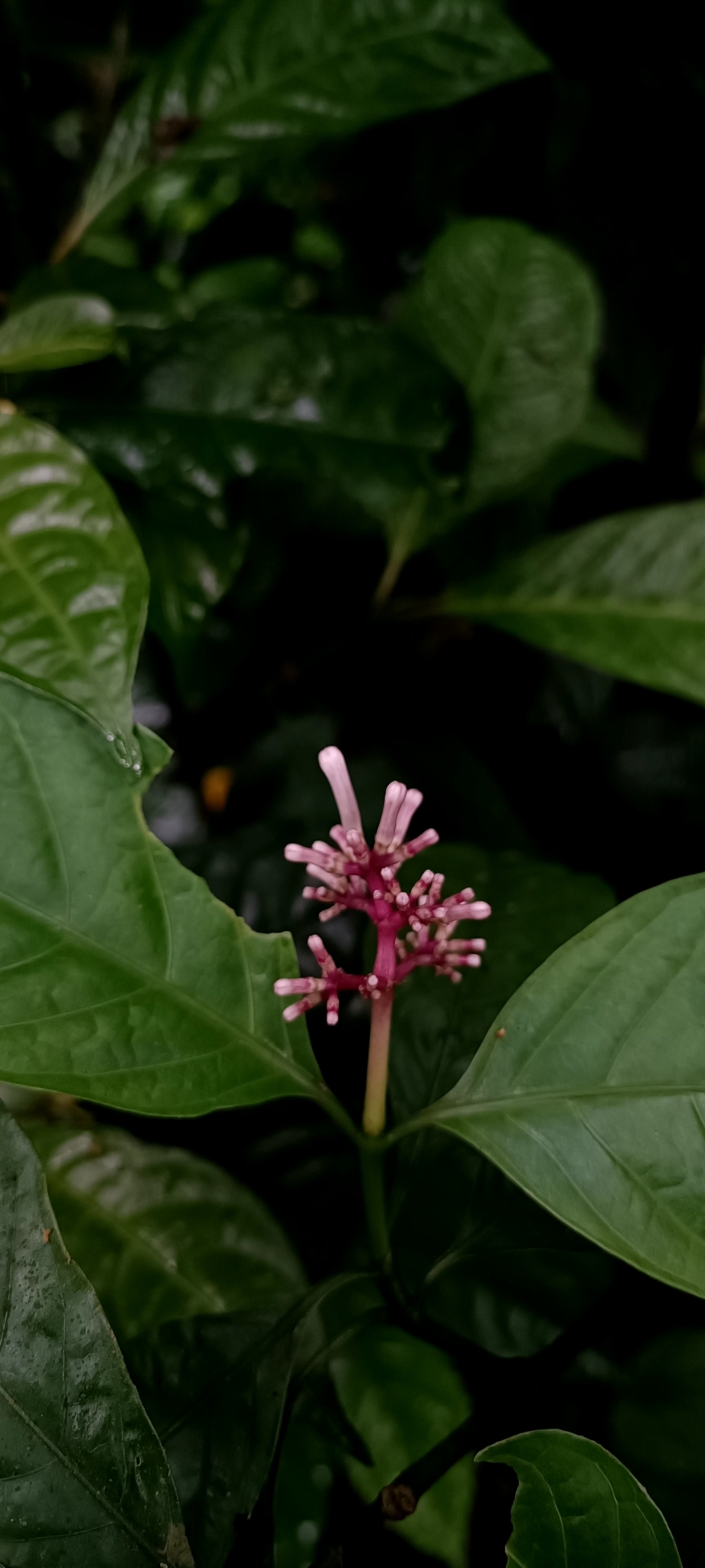 Chassalia curviflora — ảnh 3