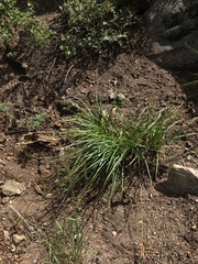 Carex whitneyi