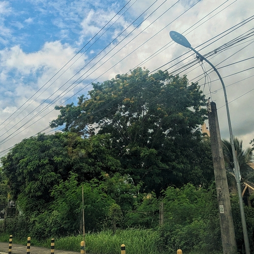 Pterocarpus indicus
