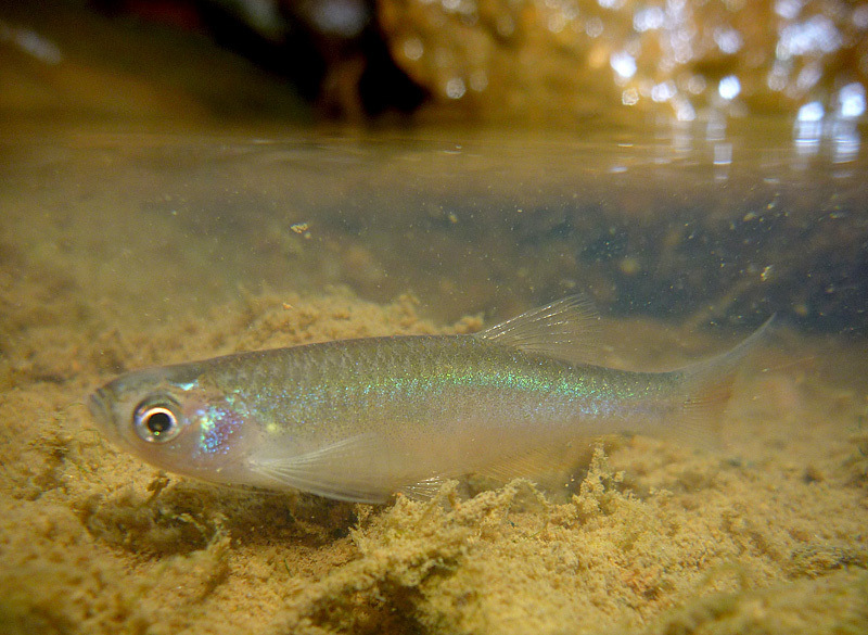 Rose danio (Danio roseus) — Cyprinidae