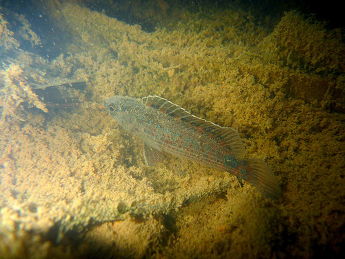 Red chameleonfish (Badis ruber) — Badidae — 5