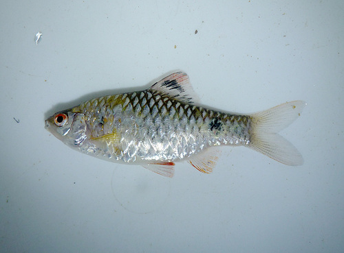Stoliczka's barb (Pethia stoliczkana) — Cyprinidae — 3