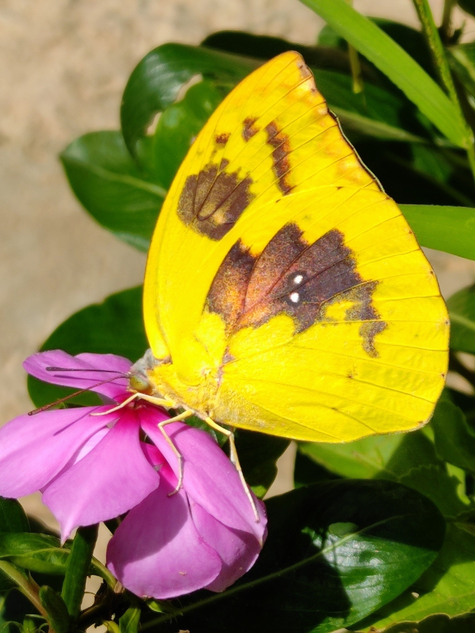 Lemon Emigrant