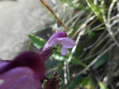 Pedicularis rostratocapitata