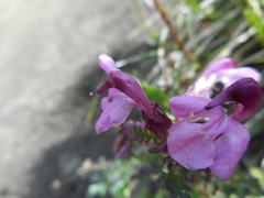 Pedicularis rostratocapitata