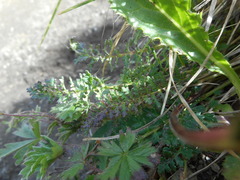 Pedicularis rostratocapitata