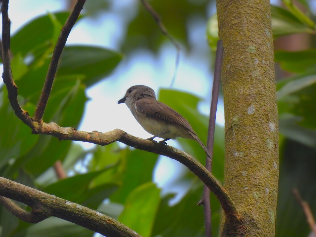 Mangrove Whistler (Pachycephala cinerea)