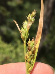Carex whitneyi