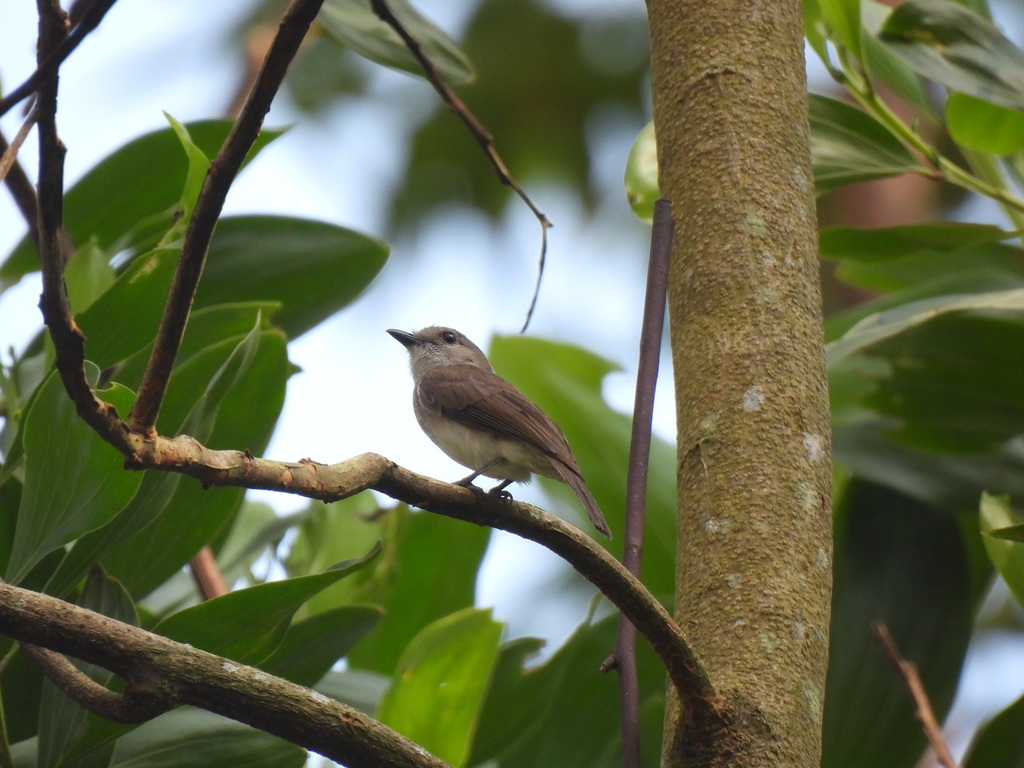 Kancilan bakau (Pachycephala cinerea)