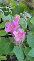 Lophospermum erubescens