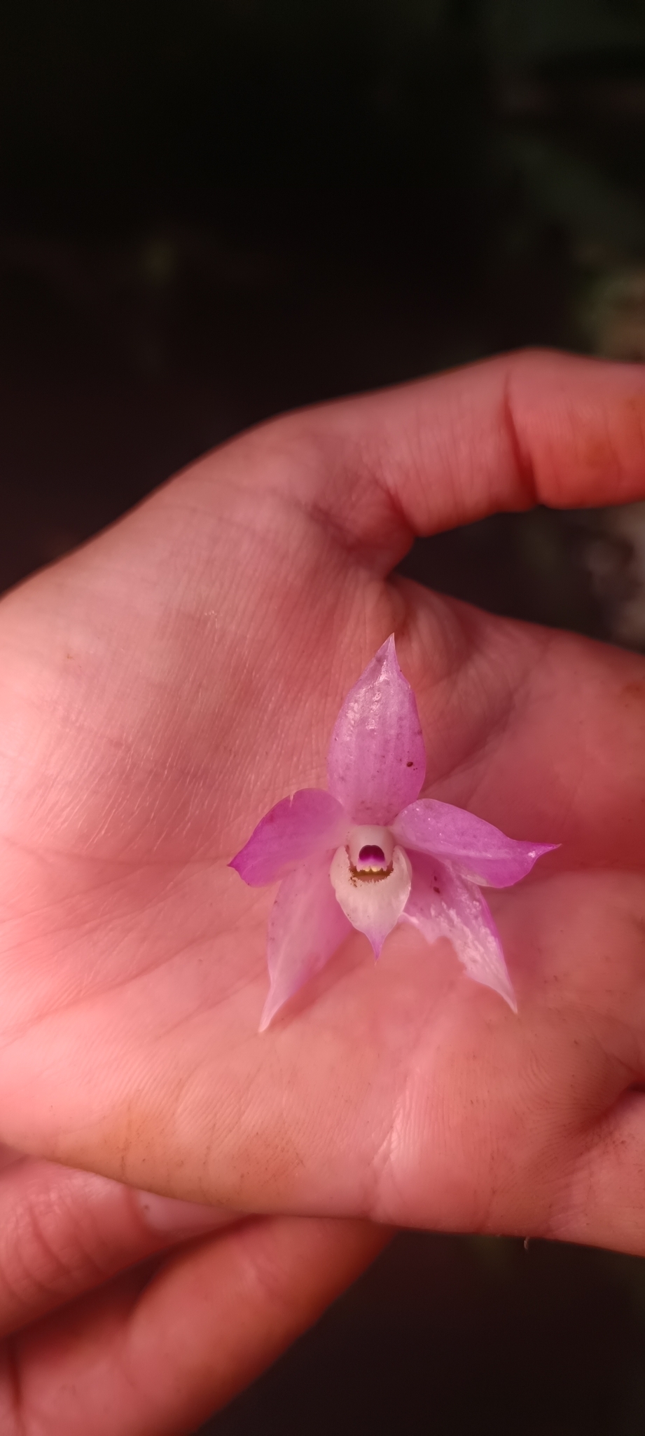 Dendrobium hercoglossum (Dendrobium hercoglossum)