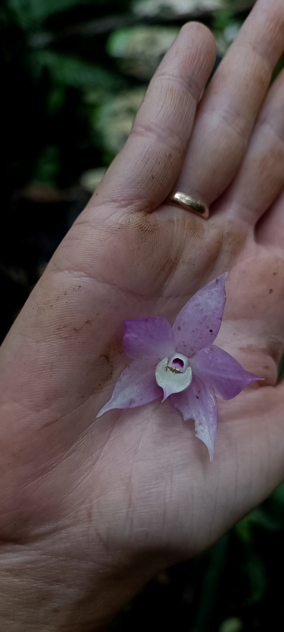 Dendrobium hercoglossum — ảnh 2