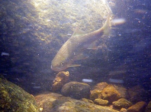 Spiny-rayed scraper carp (Scaphiodonichthys acanthopterus) — Cyprinidae — 5