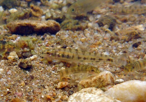 Geislers bermpje (Schistura geisleri) — Nemacheilidae — 3