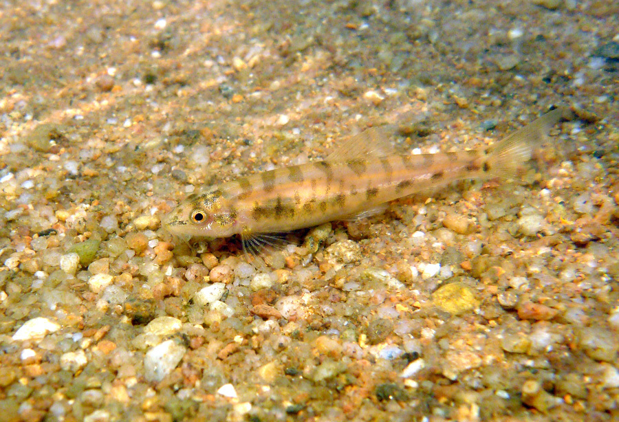 Geislers bermpje (Schistura geisleri) — Nemacheilidae