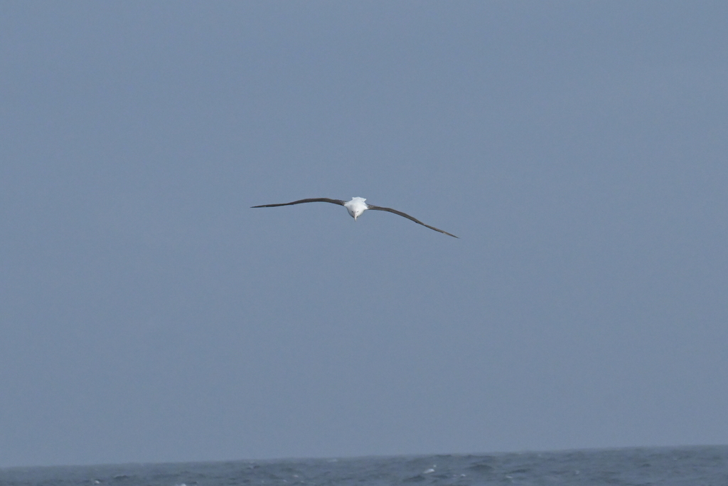 Northern Royal Albatross