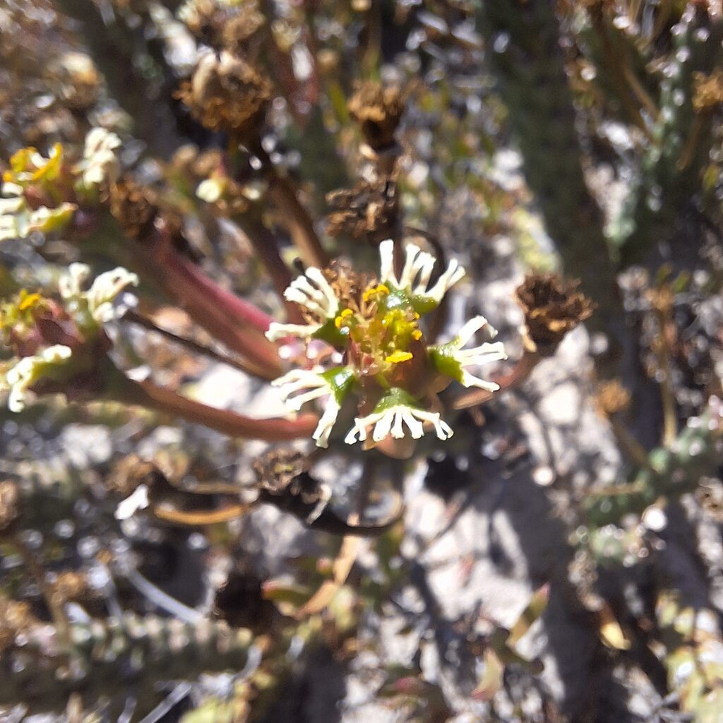 Fructus