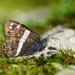 Common Satyr - Photo (c) Aniruddha Singhamahapatra, some rights reserved (CC BY-NC), uploaded by Aniruddha Singhamahapatra