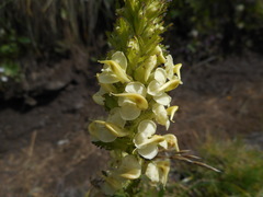 Pedicularis elongata