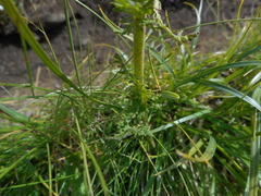 Pedicularis elongata