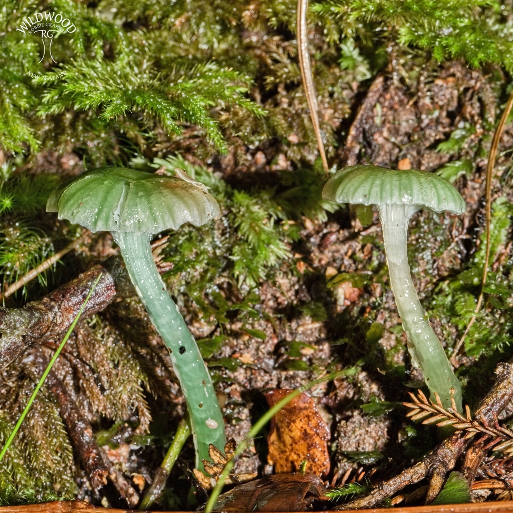 Gliophorus graminicolor · May 2025 · photo: © robbiebgraham (iNaturalist, cc0)