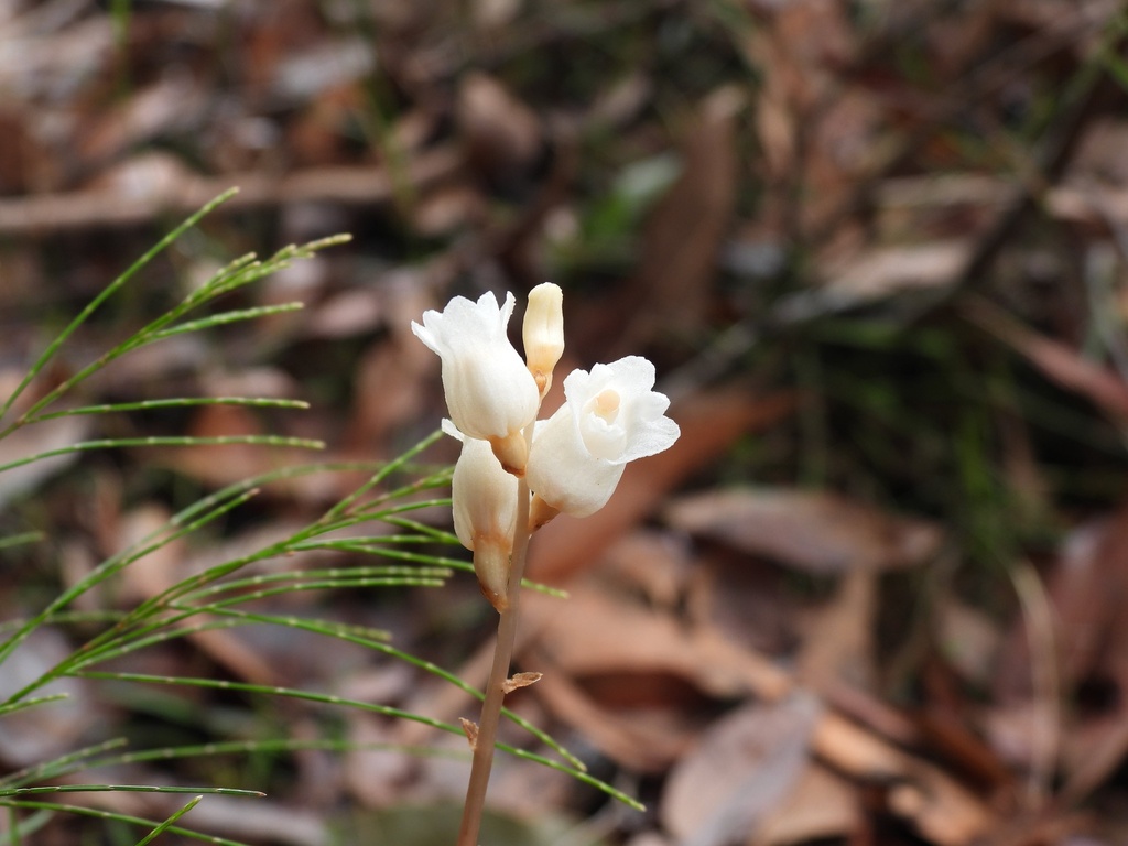 Gastrodia urceolata