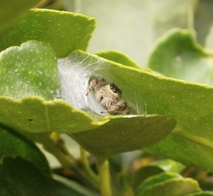 Paraphidippus
