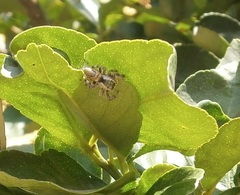 Paraphidippus