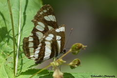 Neptis mahendra