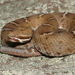 Ridge-nosed Rattlesnake - Photo (c) Michael Price, some rights reserved (CC BY-NC-ND), uploaded by Michael Price