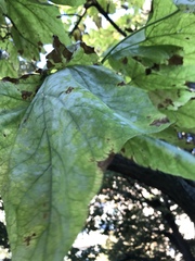 Catalpa bignonioides
