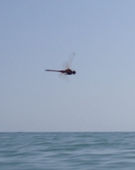 Crocothemis erythraea