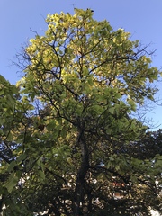 Catalpa bignonioides