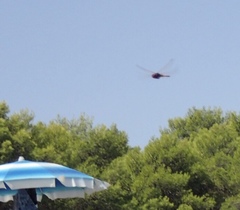 Crocothemis erythraea