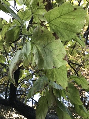 Catalpa bignonioides