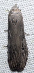Aphomia terrenella