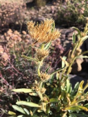 Oreocarya crymophila