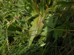 Hypochaeris uniflora