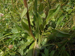 Hypochaeris uniflora