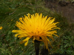 Hypochaeris uniflora