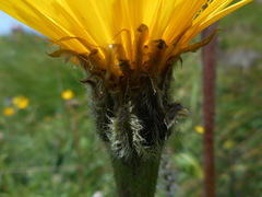 Hypochaeris uniflora