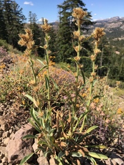 Oreocarya crymophila