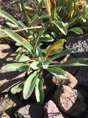 Oreocarya crymophila