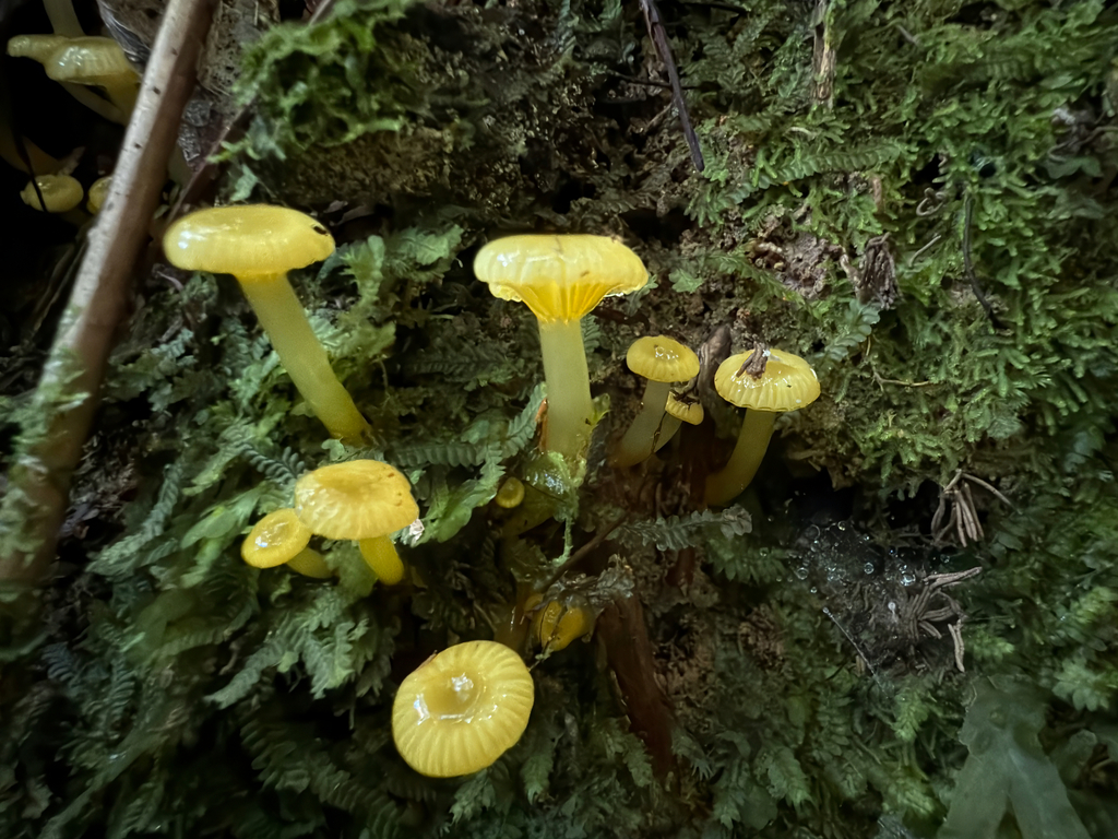 Gloioxanthomyces chromolimoneus · May 2025 · photo: © jeremy_rolfe (iNaturalist, cc-by)